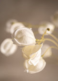 Physalis White