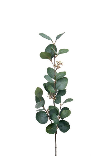 Eucalyptus med bær | Snitt