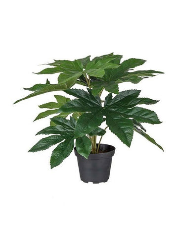 Aralia 25 cm | Plante