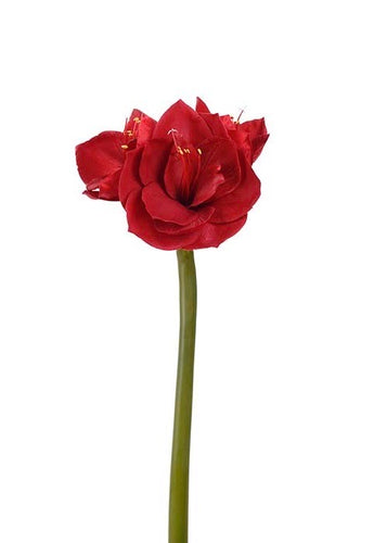 Amaryllis Rød