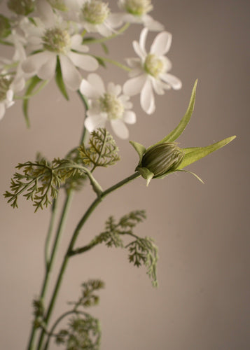 Blomsterkörvel White