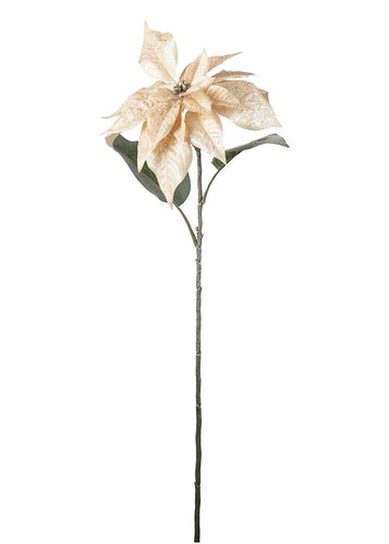 Julstjärna Champagne