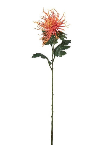Spindelchrysanthemum Orange