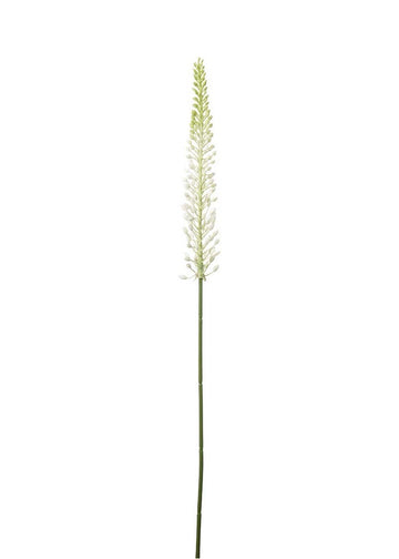 Eremurus Hvit