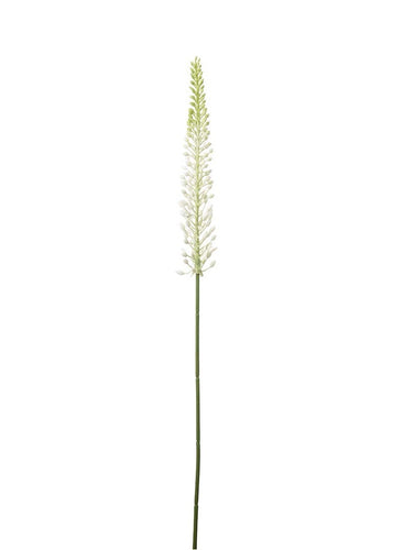 Eremurus Hvit