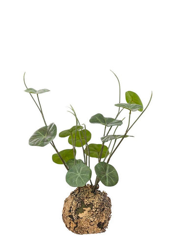 Stephania 45cm | Plante