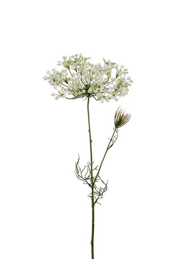 Allium White | Snitt