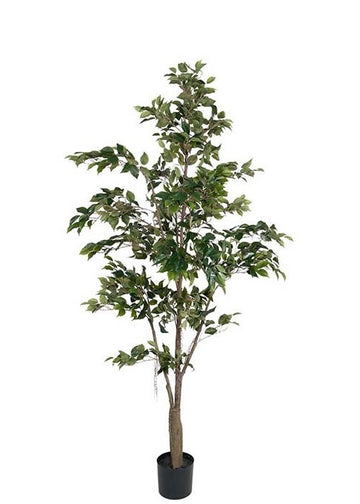 Fikus Benjamin Tre 210 cm