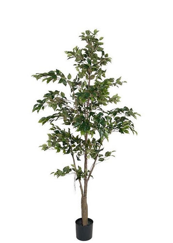 Fikus Benjamin Tre 210 cm