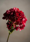 Hortensia Rød