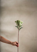 Celosia Green