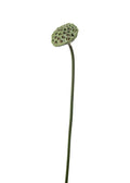 Lotus Green