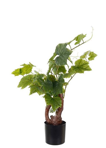 Vinstock 55cm