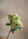 Celosia Green