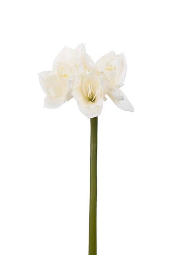 Amaryllis Creme