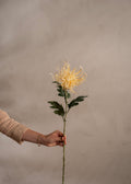 Spindelchrysanthemum Yellow